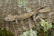 Leaf tailed gecko (Uroplatus fimbriatus) on tree trunk, Madagascar