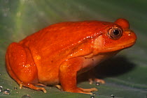 Tomato frog (Dyscophus antongilii) Madagascar