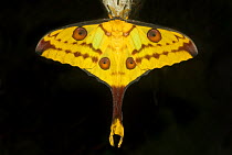 Madagascar moon moth (Argema mittrei) female, Madagascar