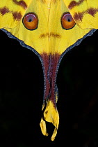 Madagascar moon moth (Argema mittrei) female, close-up, Madagascar