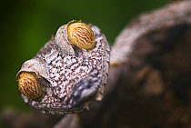 Leaf tailed gecko (Uroplatus fimbriatus) Madagascar