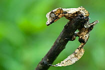 Leaf-tailed Gecko (Uroplatus phantasticus) at the end of a branchtailed, Madagascar