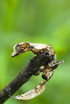 Leaf-tailed Gecko (Uroplatus phantasticus) at the end of a branch, Madagascar