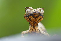 Leaf-tailed Gecko (Uroplatus phantasticus) portrait, Madagascar