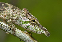 Nose-horned chameleon (Calumma / Chamaeleo nasutus) on branch, Madagascar