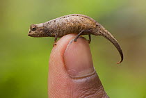 Tiny leaf / ground chameleon (Brookesia minima) on the tip of a persons finger, Madagascar