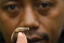Tiny ground / leaf Chameleon (Brookesia minima) on the tip of a mans finger, Madagascar