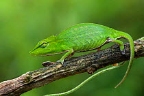 RF- Short-nosed Chameleon (Calumma gastrotaenia) on branch, Madagascar, Africa. (This image may be licensed either as rights managed or royalty free.)