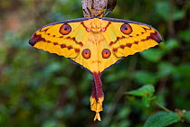 RF- Madagascar moon moth (Argema mittrei) female, Madagascar, Africa. (This image may be licensed either as rights managed or royalty free.)