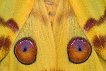 Madagascar moon moth (Argema mittrei) close-up of wings, Madagascar