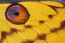Madagascar moon moth (Argema mittrei) close-up of wing, Madagascar