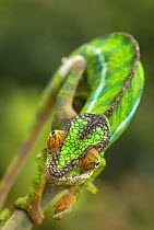Panther chameleon (Furcifer pardalis) Madagascar