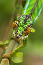 Panther chameleon (Furcifer pardalis) with eyes facing different directions, Madagascar