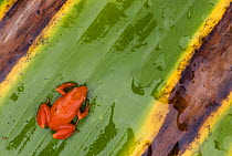 Golden mantella frog (Mantella aurantiaca) on leaf, Madagascar