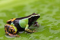 Mantella frog (Mantella baroni) on leaf, Madagascar
