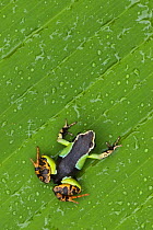 Mantella frog (Mantella baroni) on leaf, Madagascar