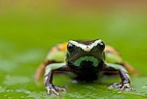 Mantella frog (Mantella baroni) portrait, Madagascar
