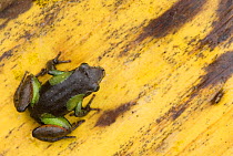 Beautiful / Parker's mantella frog (Mantella pulchra) on leaf, Madagascar