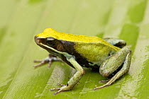 Green Golden frog (Mantella viridis) on leaf, Madagascar