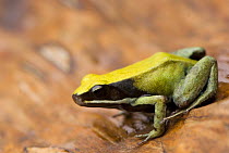 Green Golden frog (Mantella viridis) Madagascar