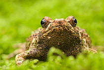 Warty green burrowing frog (Scaphiophryne marmorata) portrait, Madagascar