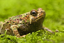 Warty green burrowing frog (Scaphiophryne marmorata) Madagascar