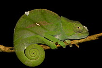 Parson's chameleon (Chamaeleo parsonii) Madagascar