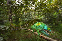 Parson's chameleon (Chamaeleo parsonii) on branch, Madagascar