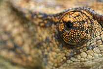 Short-horned chameleon (Calumma brevicornis) sloe-up of eye, Madagascar
