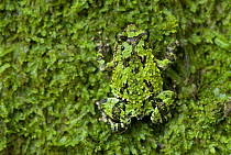 Warty green burrowing frog (Scaphiophryne marmorata) camouflaged, Madagascar