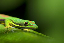 Lined Day gecko (Phelsuma lineata bifasciata) on leaf, Madagascar