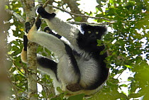 Indri (Indri indri) hanging from tree, Andasibe National Park, Madagascar