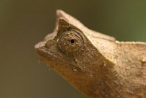 Stump tailed chameleon (Brookesia superciliaris) portrait, Madagascar