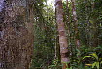 Mossy Leaf tailed gecko (Uroplatus sikorae) on tree trunk, Madagascar