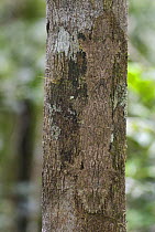 Mossy Leaf tailed gecko (Uroplatus sikorae) on tree, Madagascar