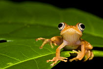 Frog (Boophis sp) on leaf, Madagascar
