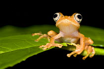 Frog (Boophis sp) on leaf, Madagascar