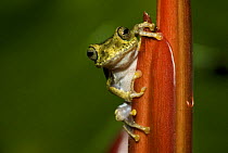 Frog (Boophis idae) on Heliconia flower, Madagascar