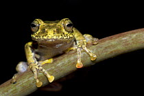 Frog (Boophis idae) on plant, Madagascar