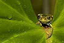 Frog (Boophis idae) crawling between gap in leaf, Madagascar