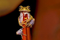 Frog (Boophis idae) on Heliconia flower, Madagascar