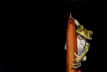 Frog (Boophis idae) clinging to a shoot, Madagascar