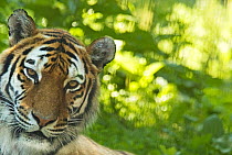 Siberian tiger (Panthera tigris altaica) portrait, captive