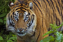 Sumatran tiger (Panthera tigris sumatrae) portrait, captive