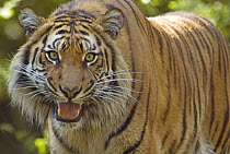 Sumatran tiger (Panthera tigris sumatrae) captive