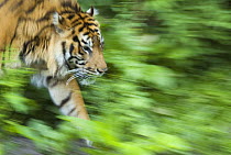 Sumatran tiger (Panthera tigris sumatrae) walking, captive