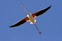 Greater flamingo (Phoenicopterus ruber) in flight over Camargue, France