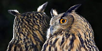 Eagle Owl (Bubo bubo) composite image showing its ability to twist its necks through 180 degrees