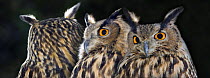 Eagle owl (Bubo bubo) composite image showing its ability to twist its necks through 180 degrees
