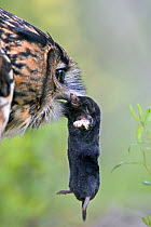 Eagle owl (Bubo bubo) with Common mole, captive